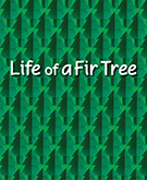 Life of a Fir Tree